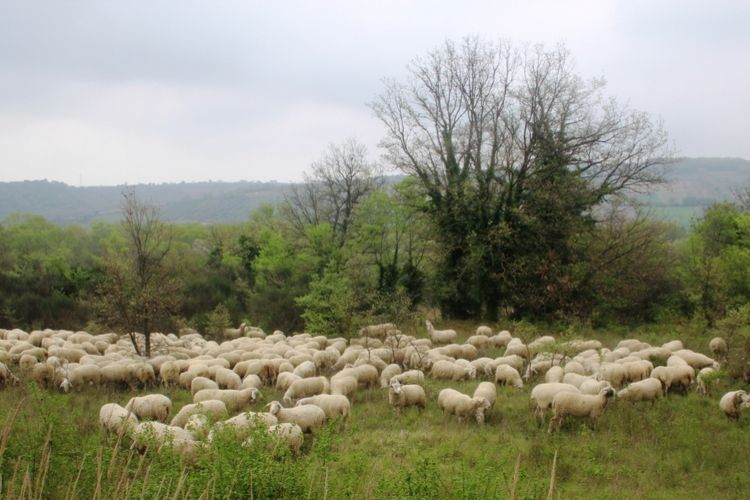 Our Good Shepherd Knows the&nbsp;Path