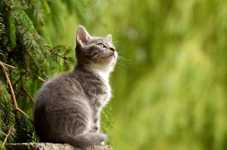 God’s Love in a Kitten, Part 2