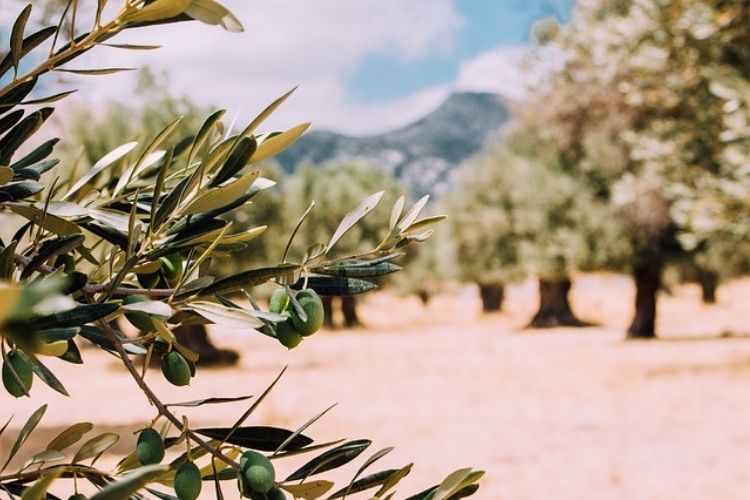 Olive Harvest and Moving&nbsp;[Video]