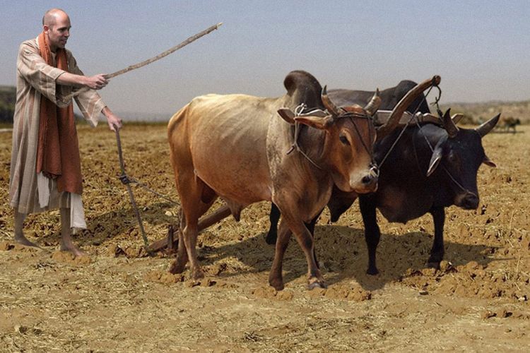 Bible Occupations: Home and&nbsp;Field