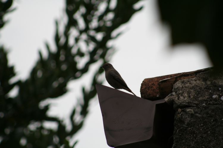 A Lesson From the&nbsp;Birds