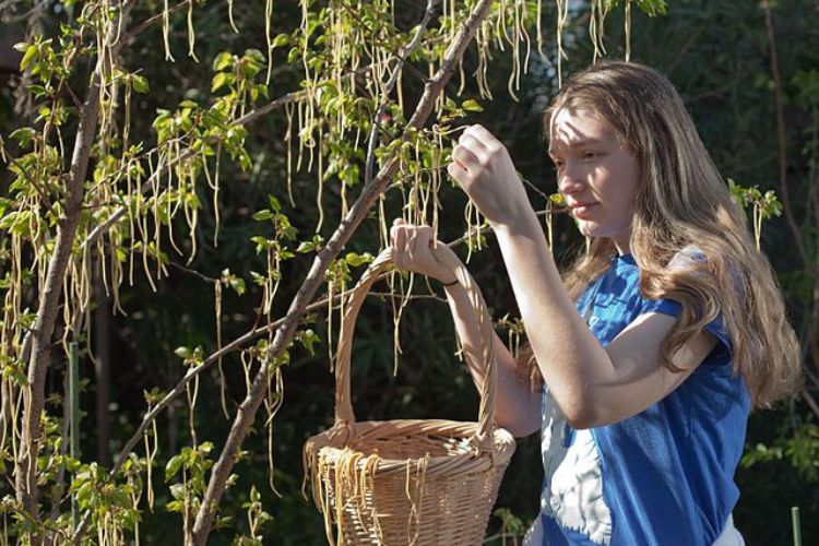 The April Fools’ Spaghetti Hoax&nbsp;(Video)