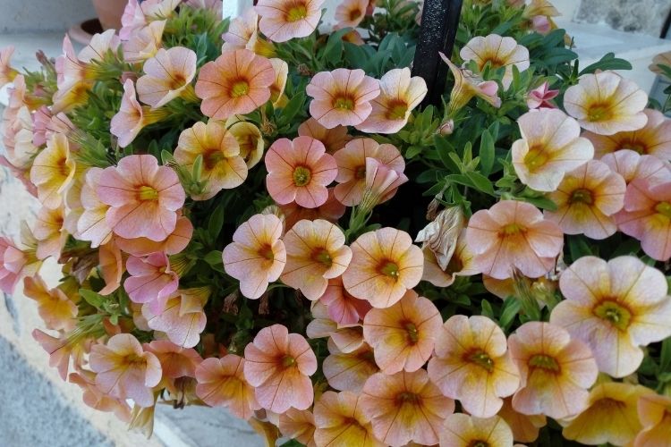 My ABC’s of Simple Natural&nbsp;Living