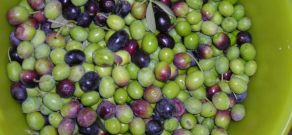 Olive Harvest